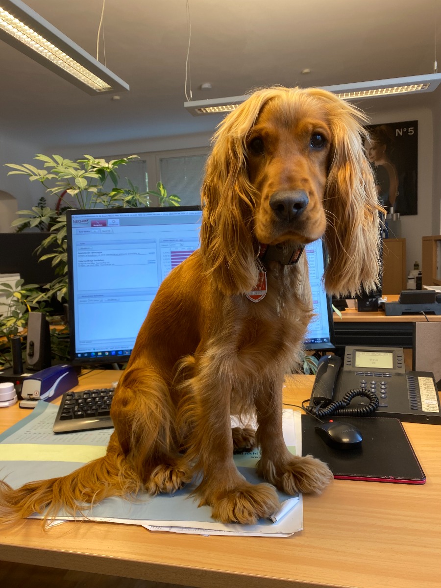 Bürohund Pepper